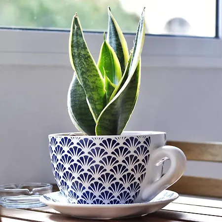 Sweethome - Da Rocha *