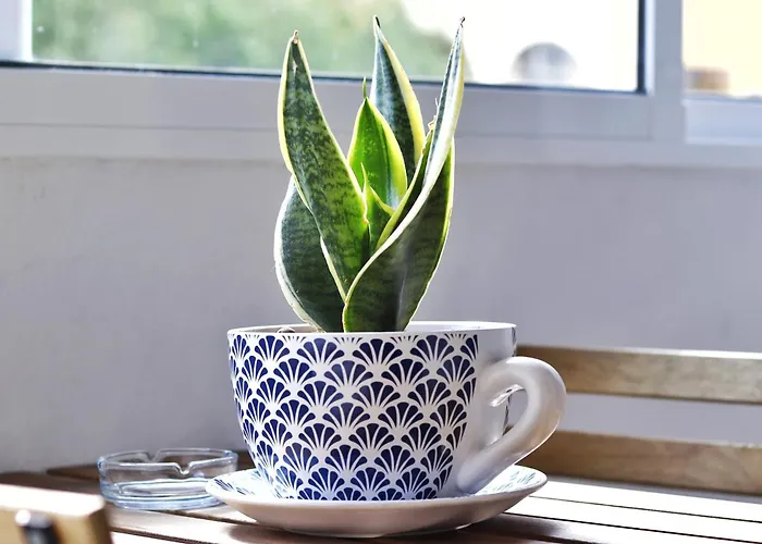 Sweethome - Da Rocha *